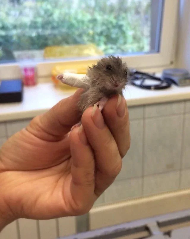 맘마를 맛있게 먹은게 분명한 아기냥이 (28)