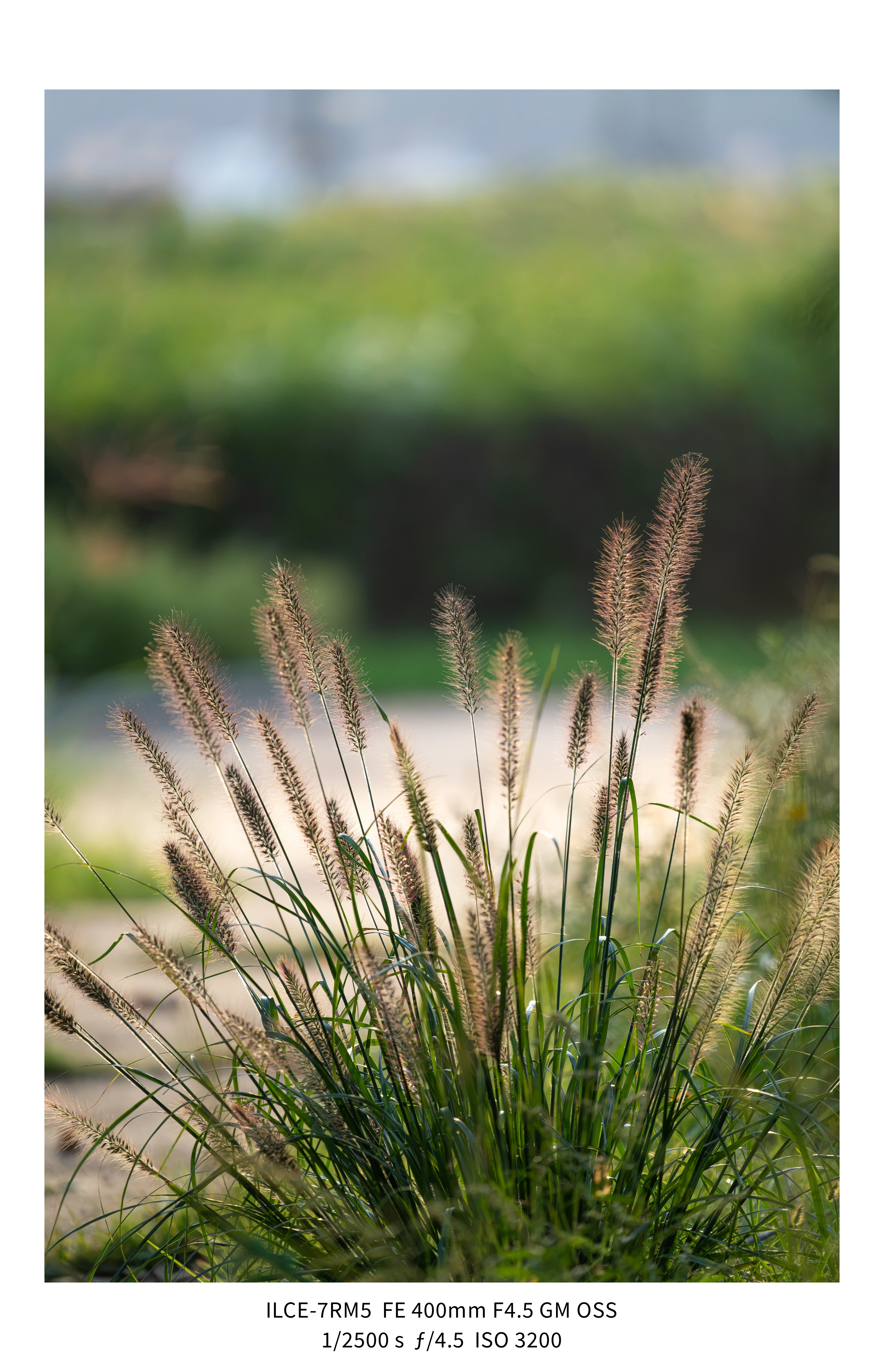 애기사백금(400mm F4.5 GM) non-새찍 작례 (25장) (12)