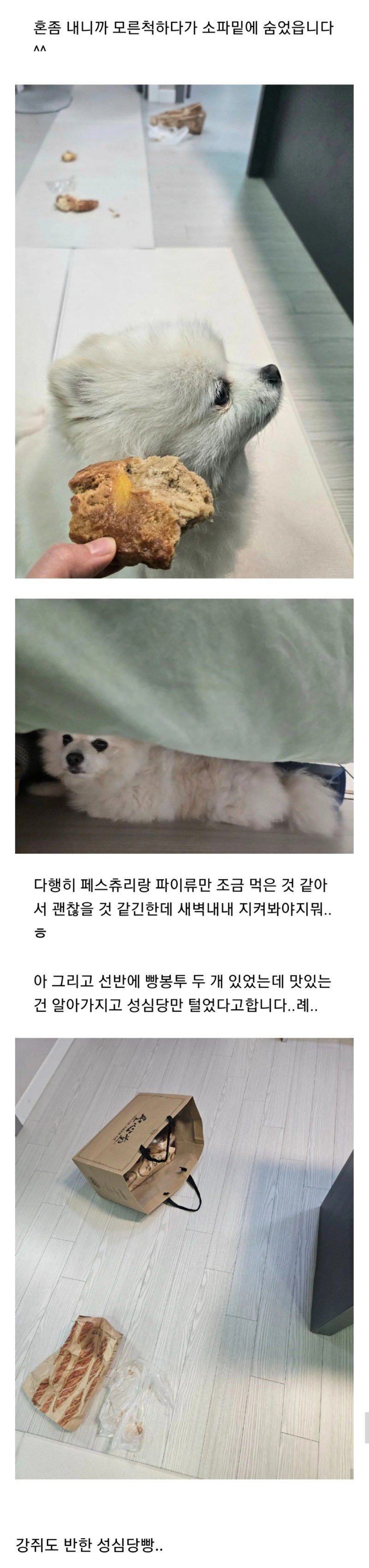 회사에서 집 CCTV 보다가 반차 쓸뻔 한 직장인 (2)