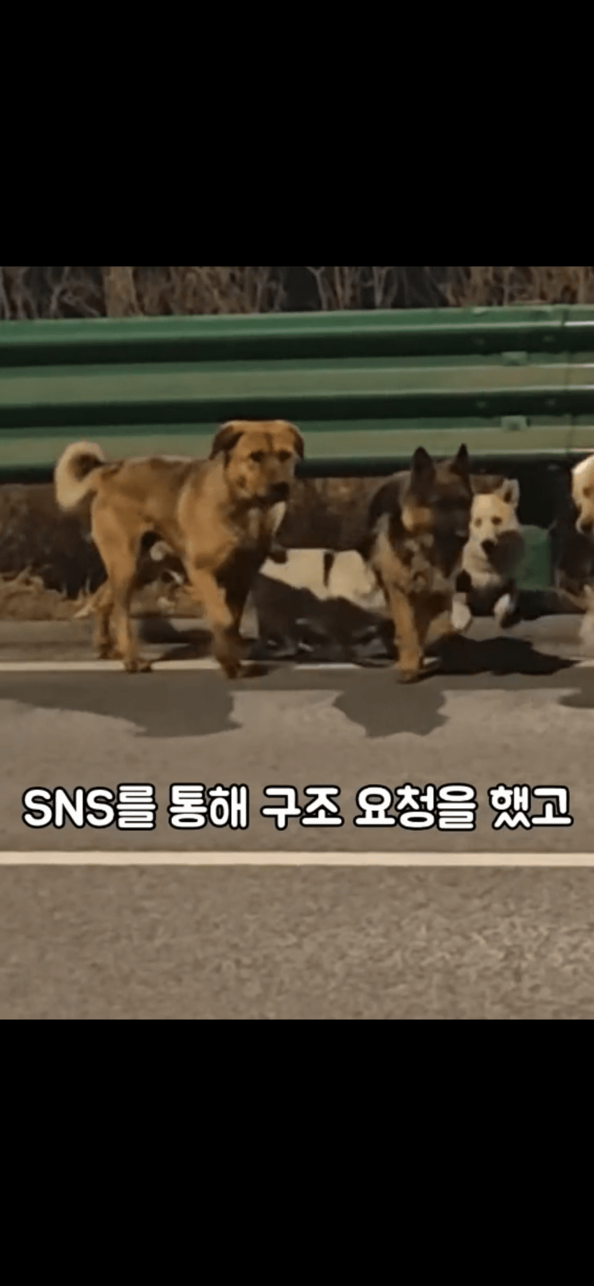 조회수 2억. 웰시코기 하드캐리. 개장수한테 도망가는개들 (9)