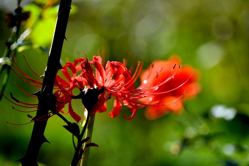 꽃 사진 몇 장 (5)