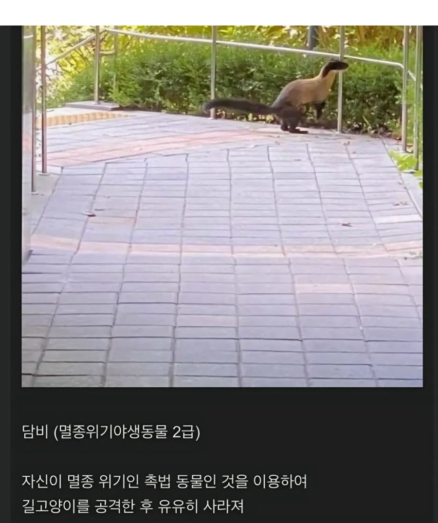 대구에 나타난 길냥이 헌터_2.webp