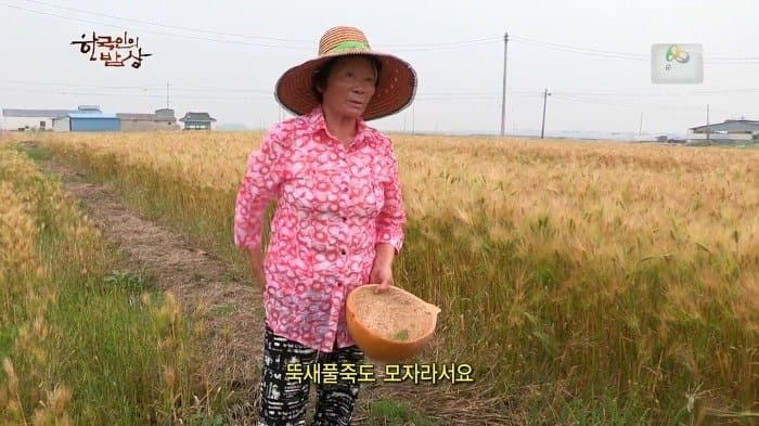 싱글벙글 보릿고개 시절에 먹었다는 잡초풀죽 (8)