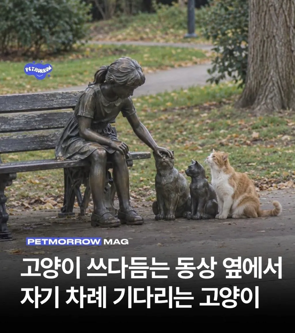 고양이 쓰다듬는 동상 옆에서 자기 차례 기다리는 고양이