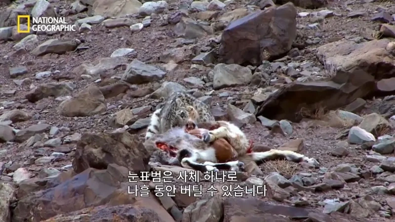 사냥 중 120m 절벽 아래로 떨어진 눈표범. jpg & YouT