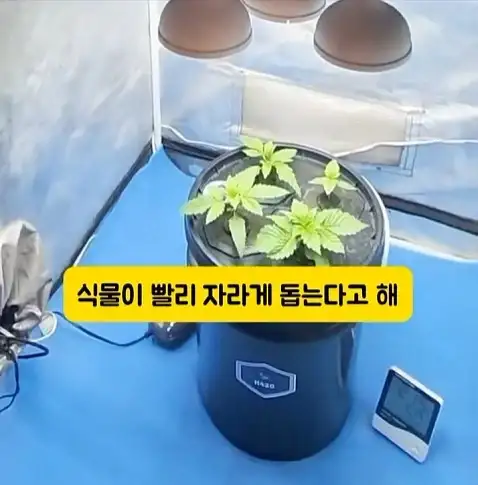 도둑들이 포르셰 눈알만 빼가는 이유