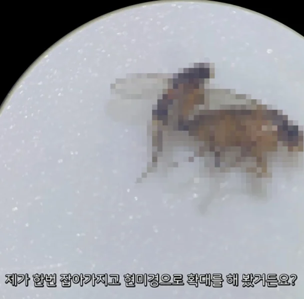 벼룩파리의 불편한 진실 (2)