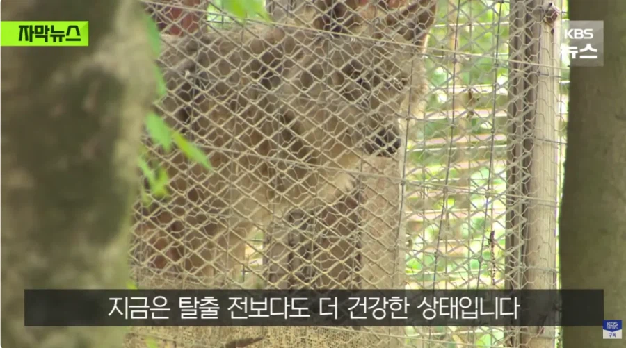 가출했다 돌아온 늑구 근황