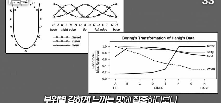 학교에서 배운 '혀 맛' 지도가 잘못됐다..? (19)