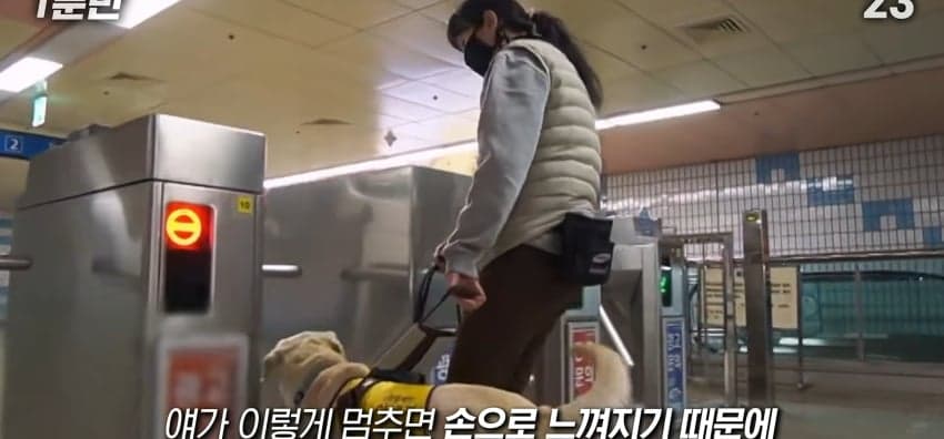 안내견은 목적지를 어떻게 아는 걸까? (22)