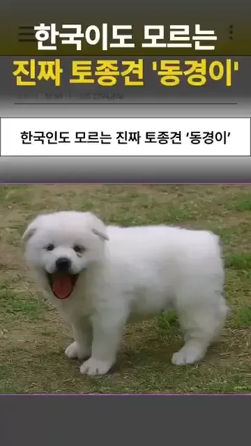 한국인도 모르는 진짜 토종견 ‘동경이'