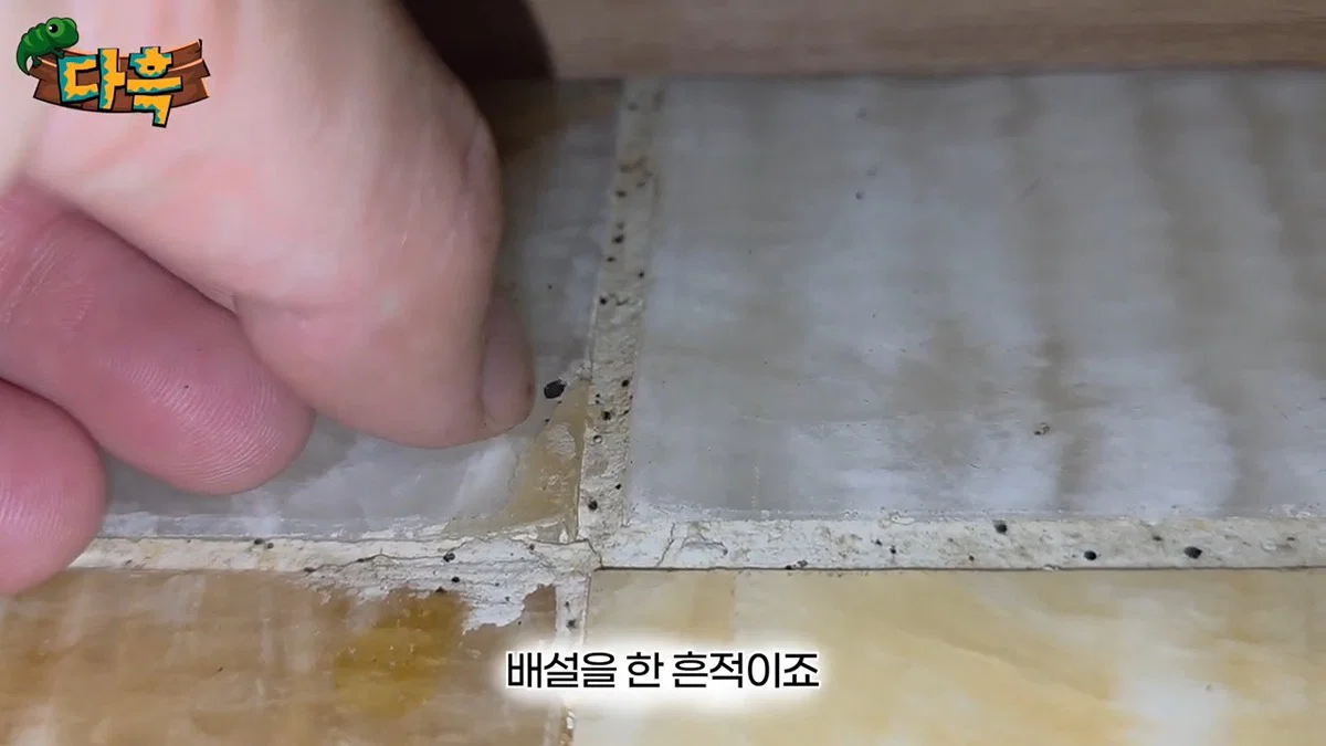부산 찜질방 빈대 이슈 업로드한 유튜버 다흑... (26)