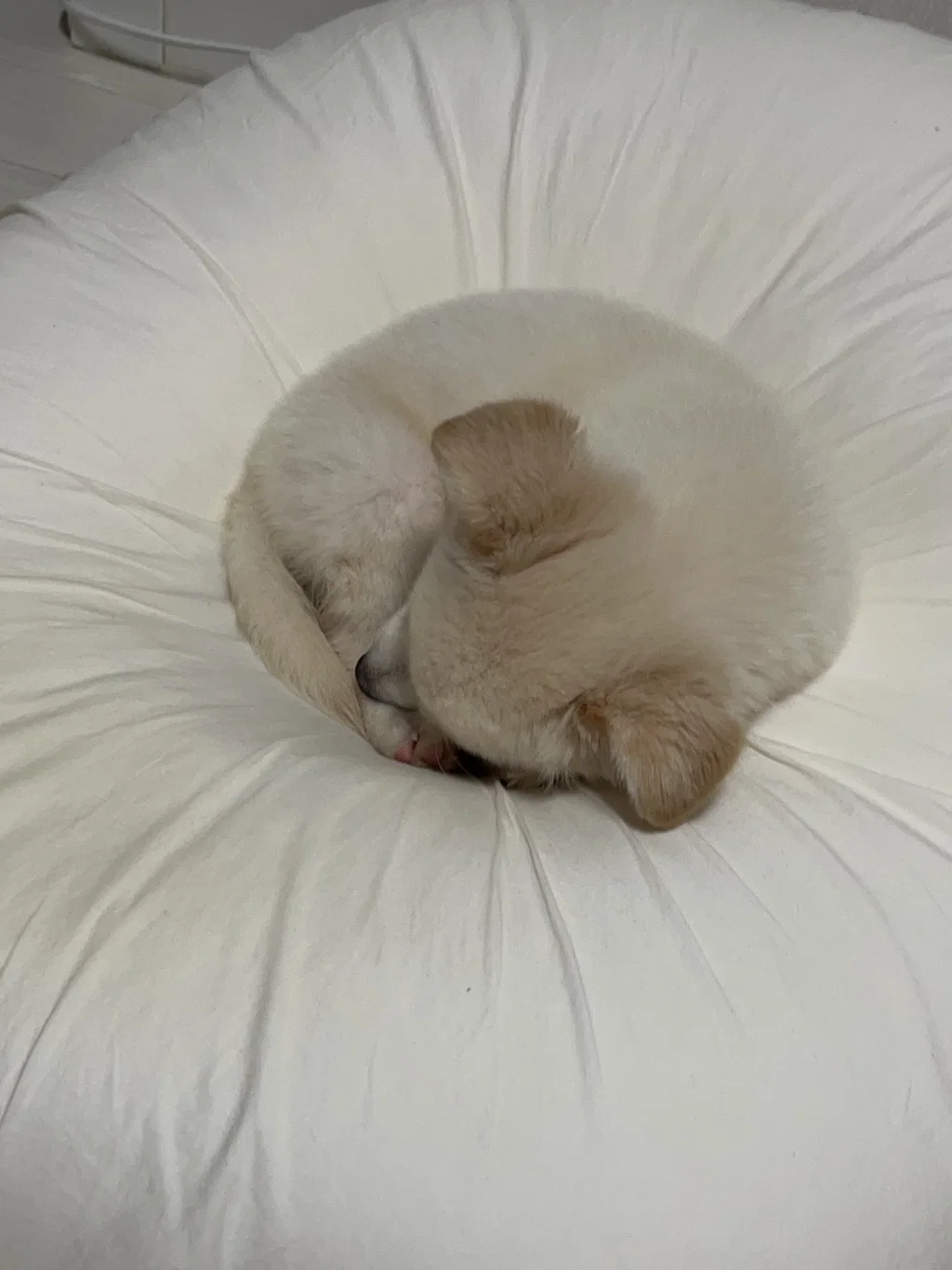 진짜 니새니예(니새끼 니나예쁘지)인거 아는데 너무 귀여워서 (2)