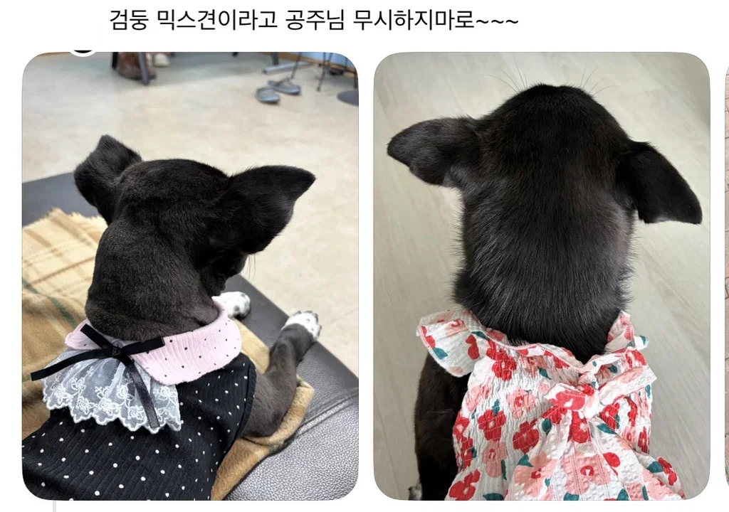 강아지 옷 샀는데 너무 과한가..? (12)