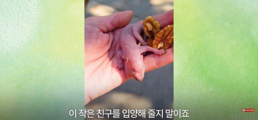 어미 다람쥐에게 갈곳 잃은 새끼 보여줬더니.. (20)