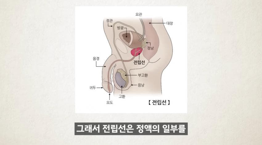 한달에 21번 사정하라 (23)