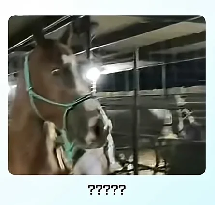 얼룩말 처음 본 말 반응.jpg