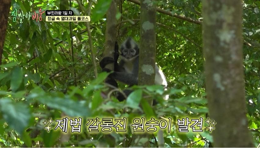 싱글벙글 정글에서 만나면 위험한 동물 (12)