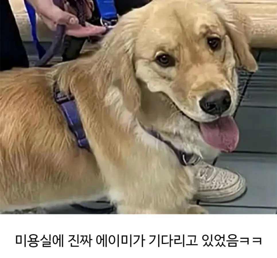 미용실 다녀온 후 표독해진 골댕이 (6)