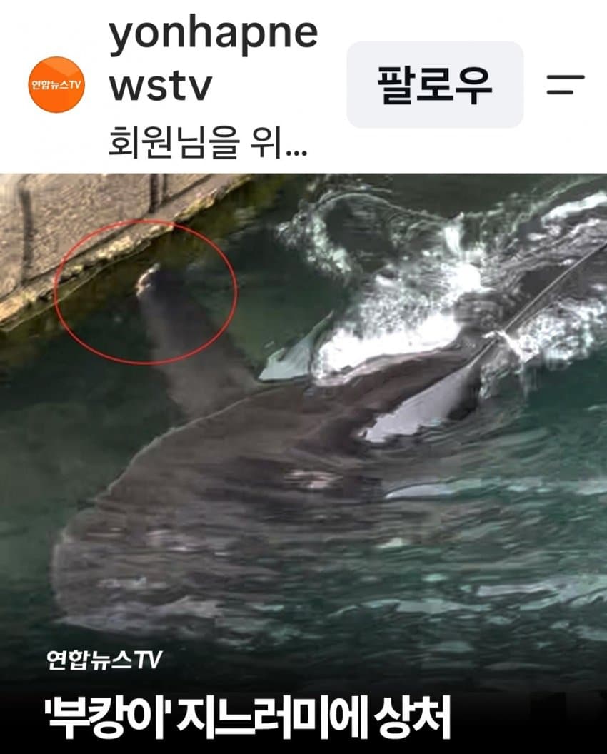 부캉이 지느러미 상처 ㅜㅠ