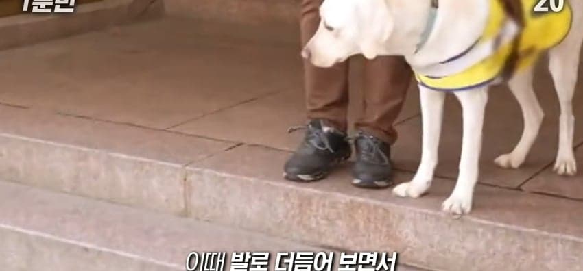 안내견은 목적지를 어떻게 아는 걸까? (24)