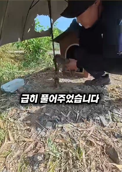 조회수1500만 견주 허락 없이 1개월 아기 강아지 그늘막 설치 사연, (12)