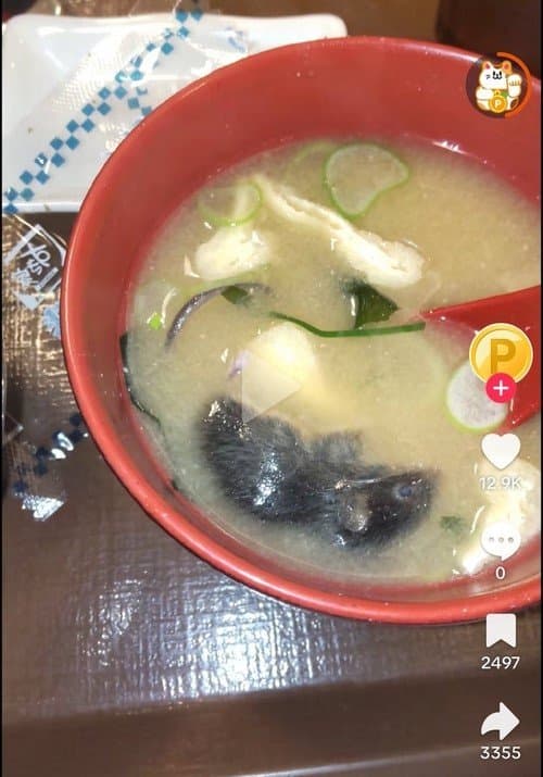 혐) 요새 쥐가 많아졋다는 일본 근황