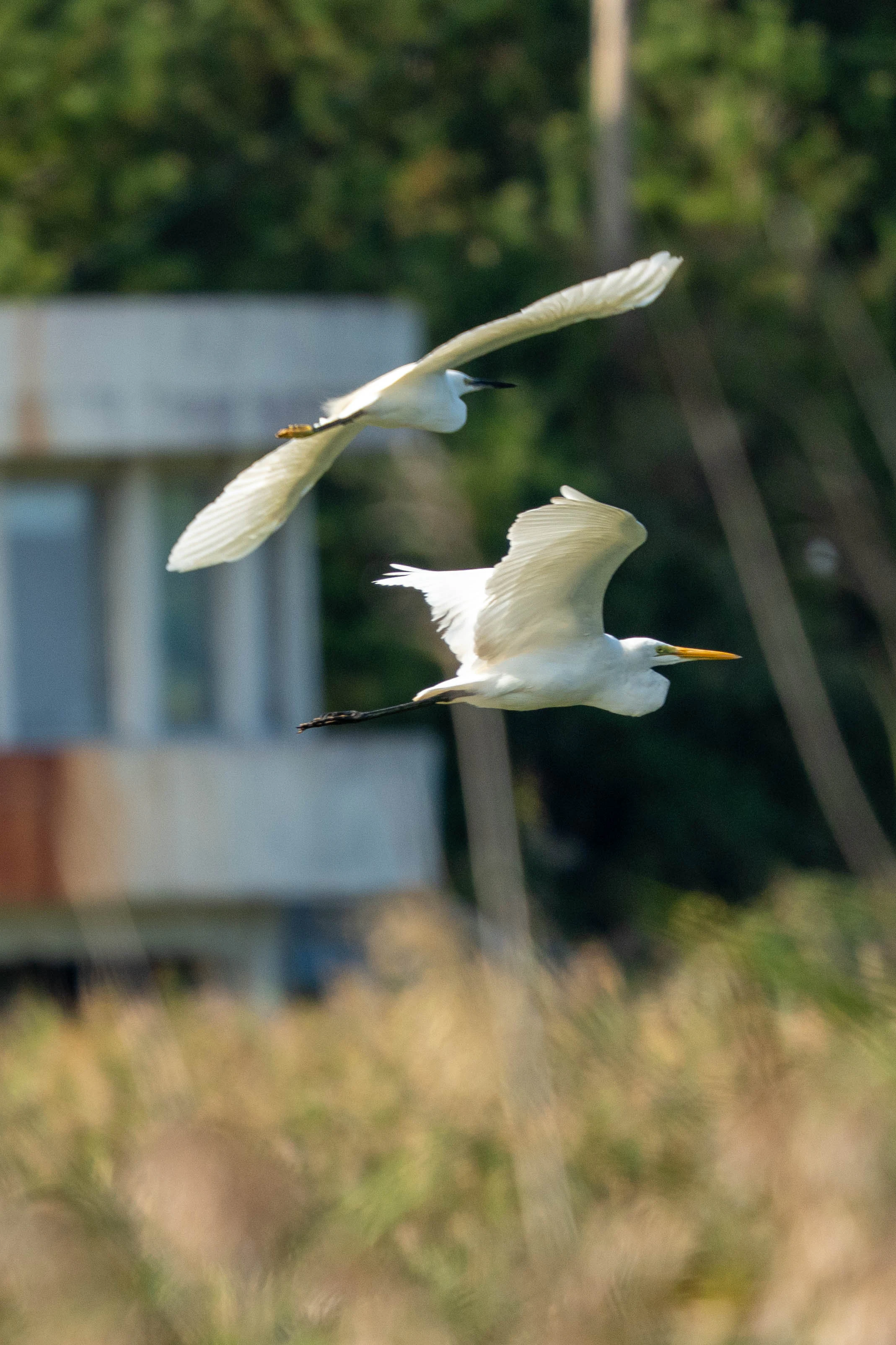 500mm 광각새찍 투척 (3)