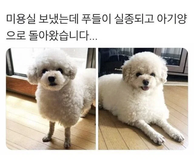 미용실 보냈는데 푸들이 실종되고 아기양으로 돌아왔습니다