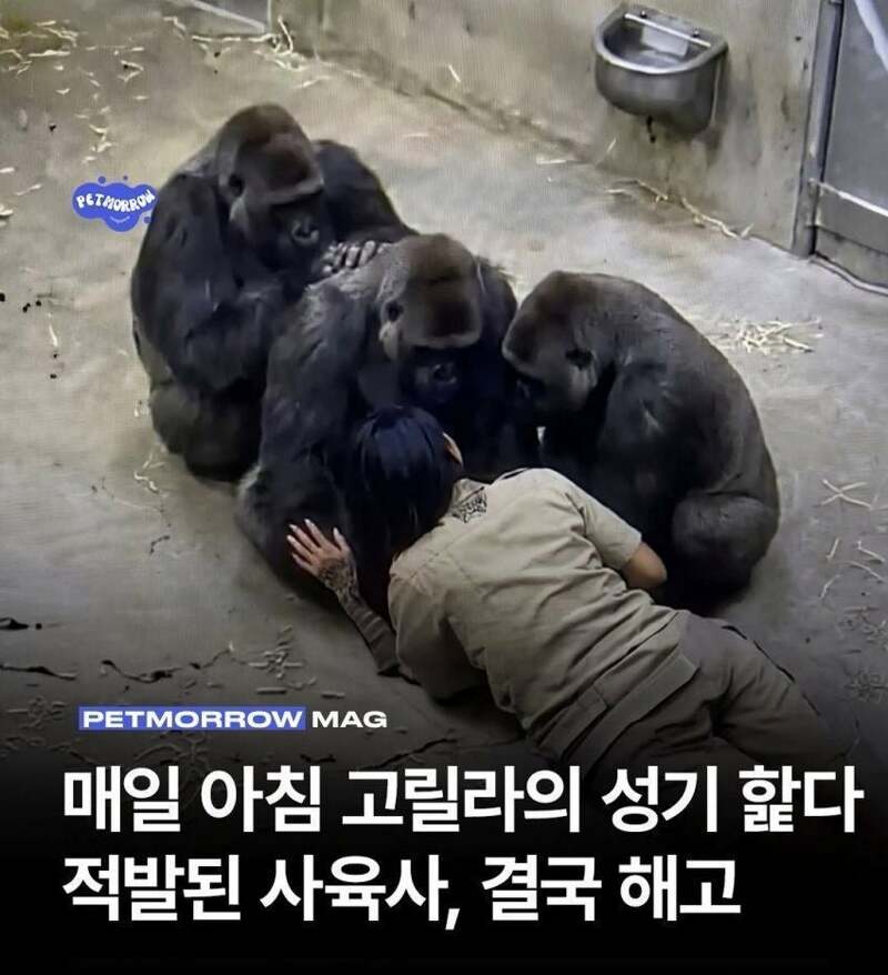 혐)고릴라 상대로 ㅍ라하는 사육사