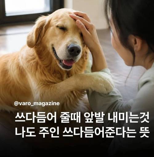 강아지 쓰다듬어줄 때 앞발 내미는 이유