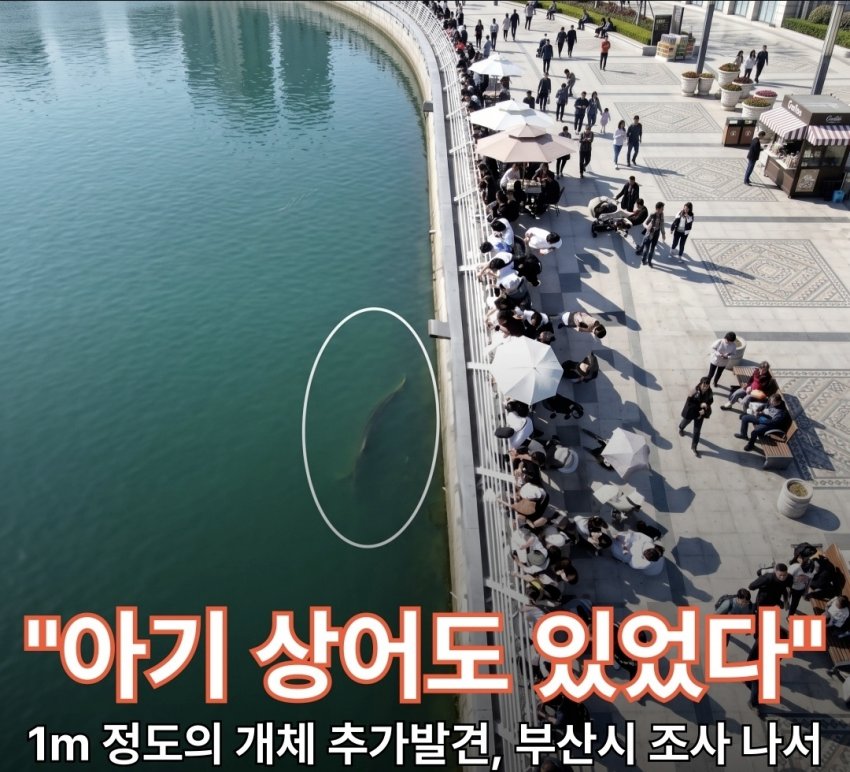 부산 북항에 상어 새끼 깠다는디 ㅋㅋ (4)