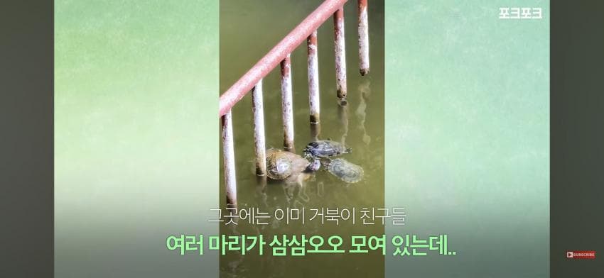 감동감동 큰 거북 곤경에 처하자 작은 거북들,얘들아 모여! (2)