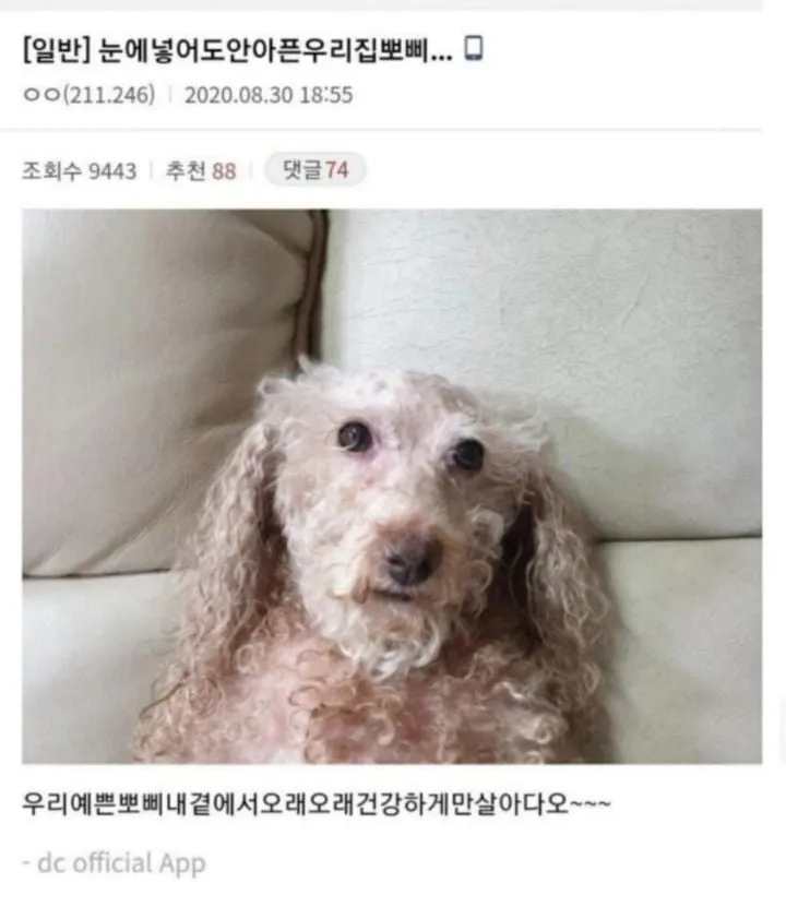 눈에넣어도안아픈우리집뽀삐…jpg