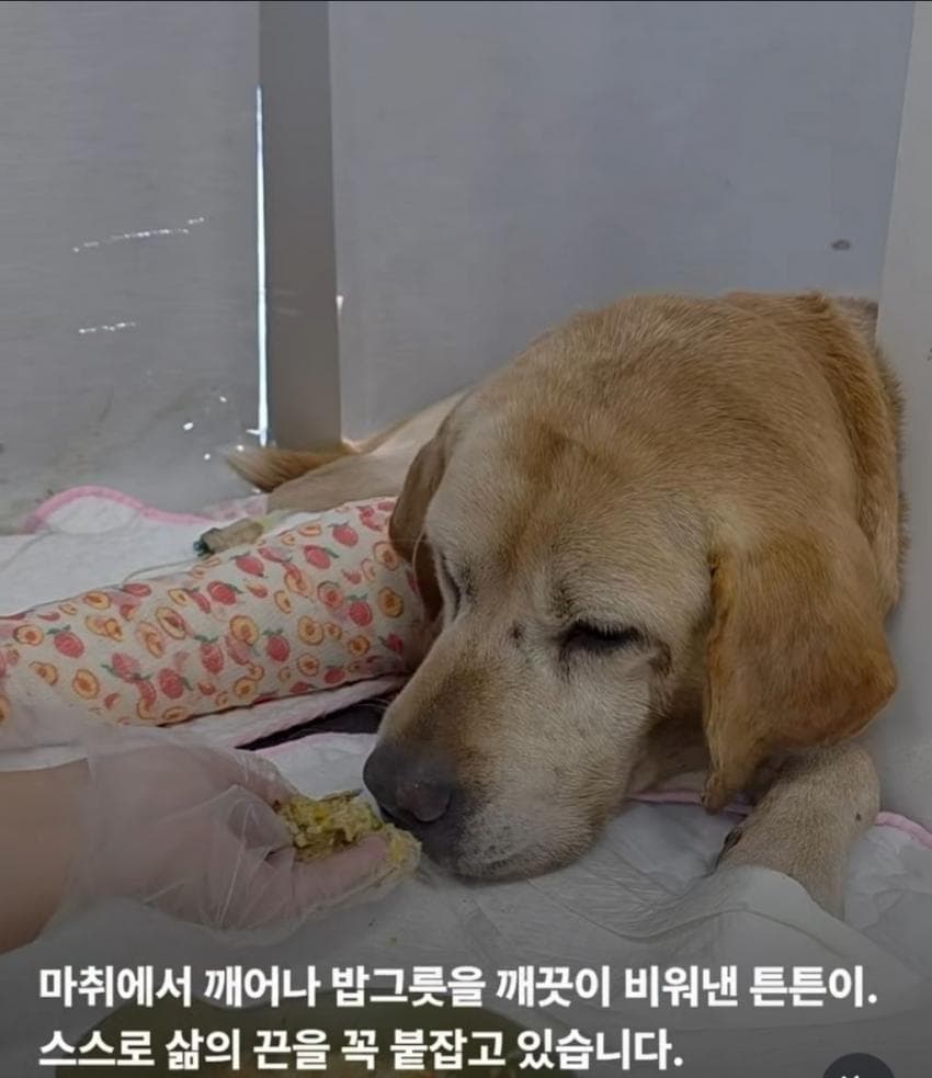 싱글벙글 7시간동안 수로에 빠져 가만히 있던 리트리버 근황 (10)