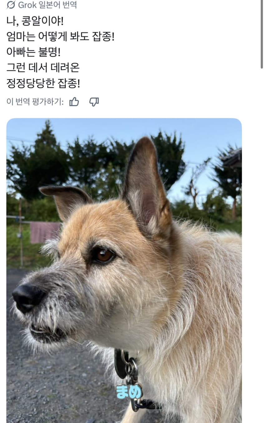 싱글벙글 너무 섞여서 잘 모르겠는 잡종견 사진집이 갖고 싶어 (13)