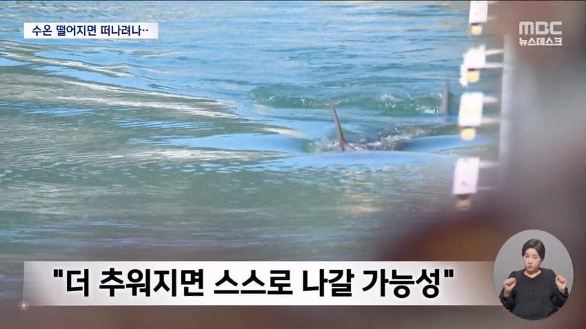 국민 상어 부캉이, 새끼 낳았나 (22)