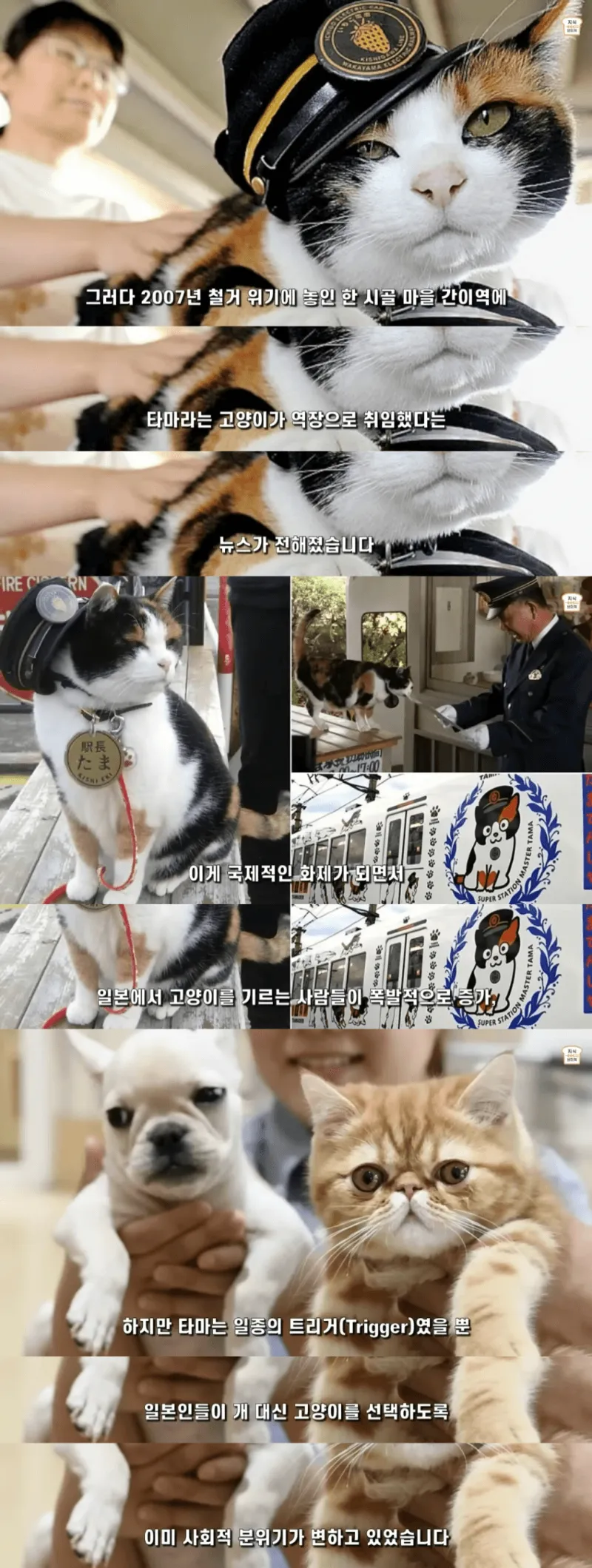일본인들이 개보다 고양이를 더 많이 키우는 이유