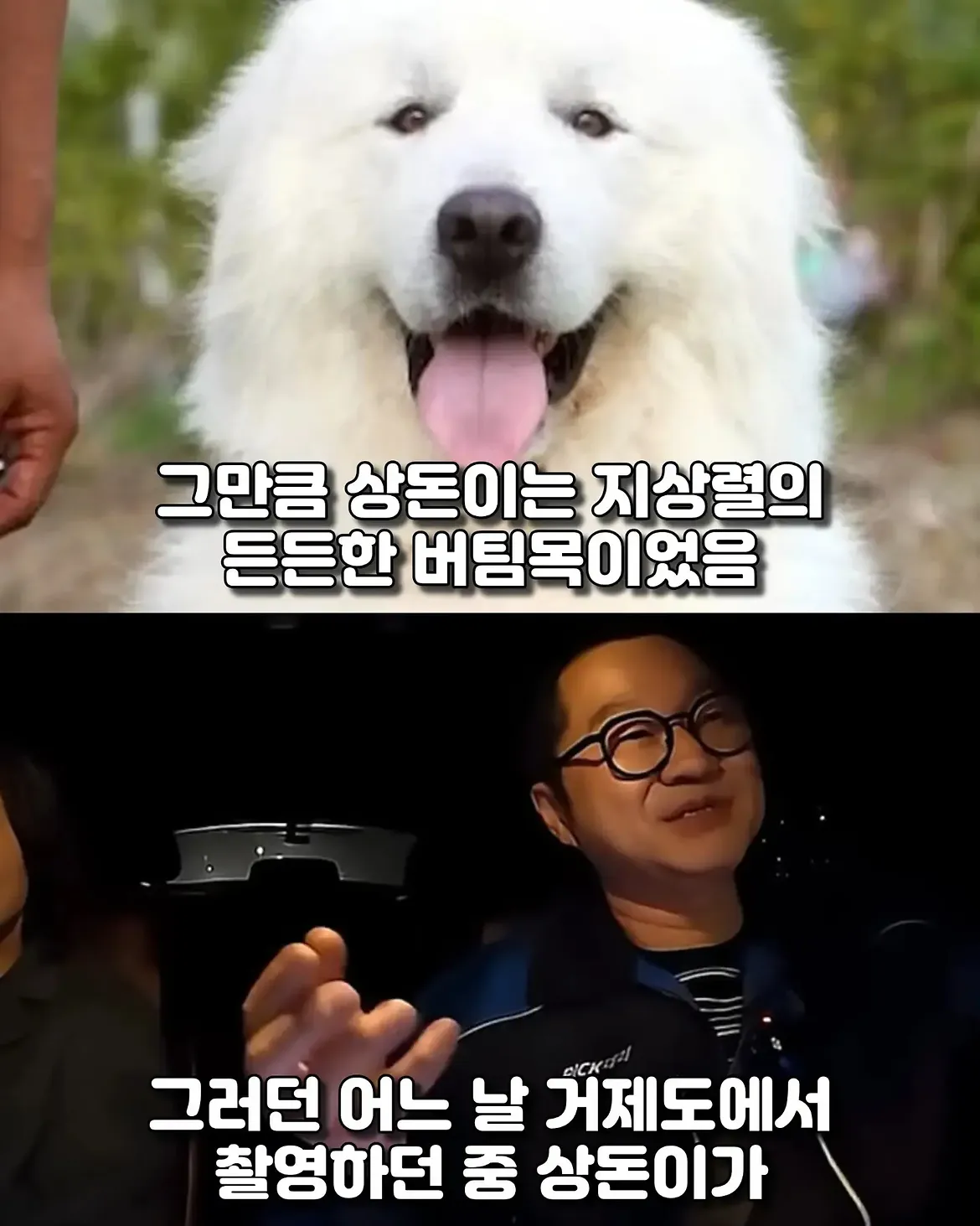 싱글벙글 17년동안 고마웠어요 힘겹게 버티던 댕댕이가 마지막까지 기다 (6)