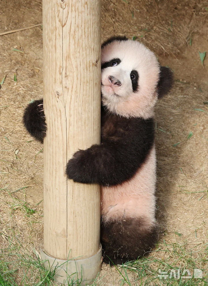 혼자서도 잘 노는 막둥이 슈바오🐼🩵 (14)