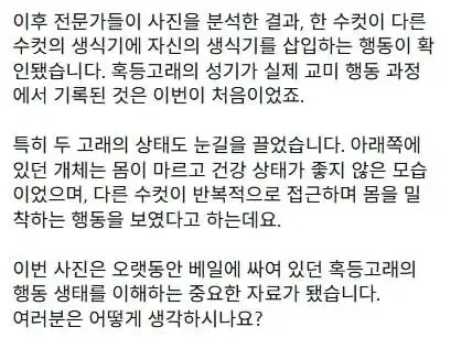 세계최초로 혹등고래 교미 장면 포착 (4)