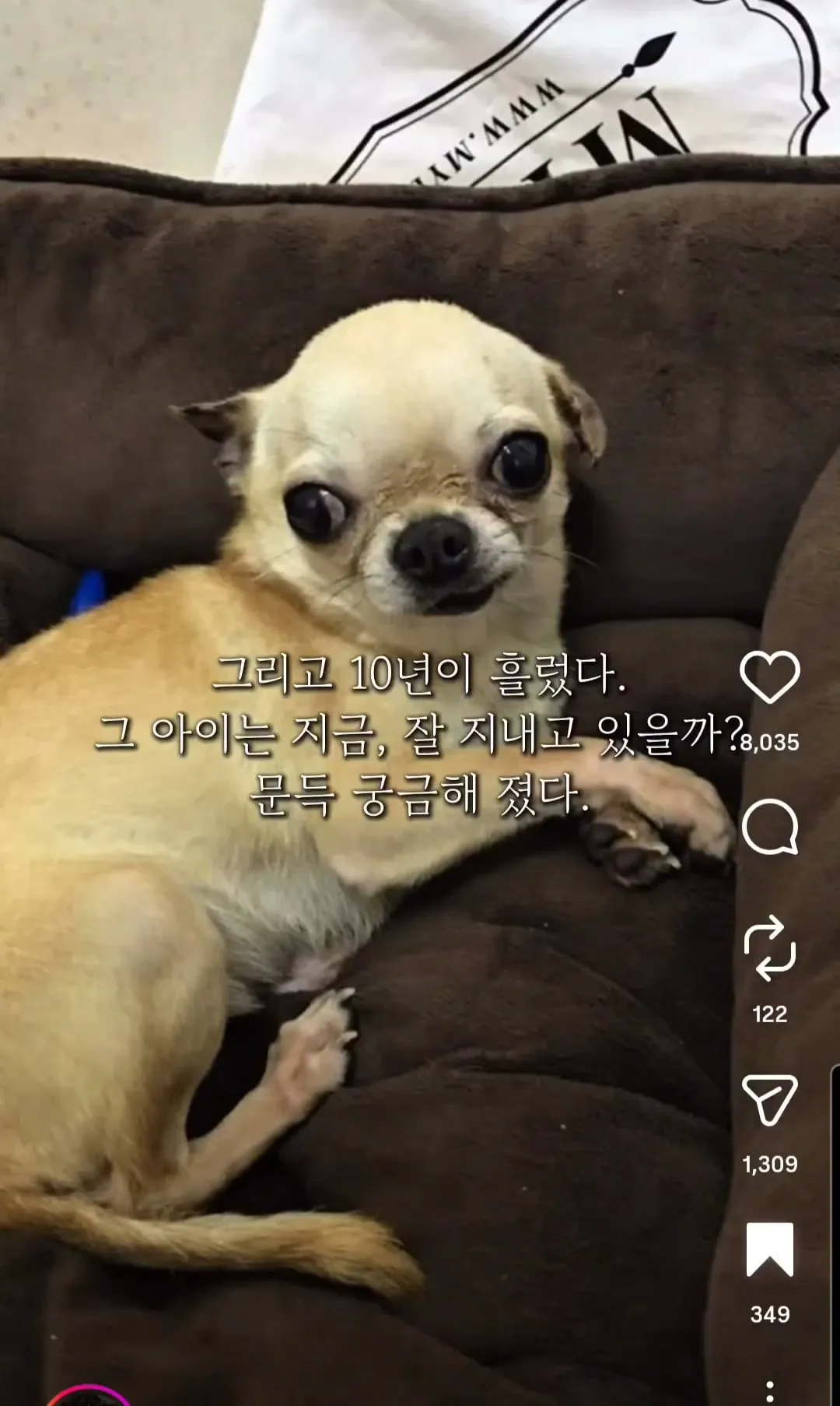 10년 전 유기견을 입양했던 사람에게 다시 연락해봤다