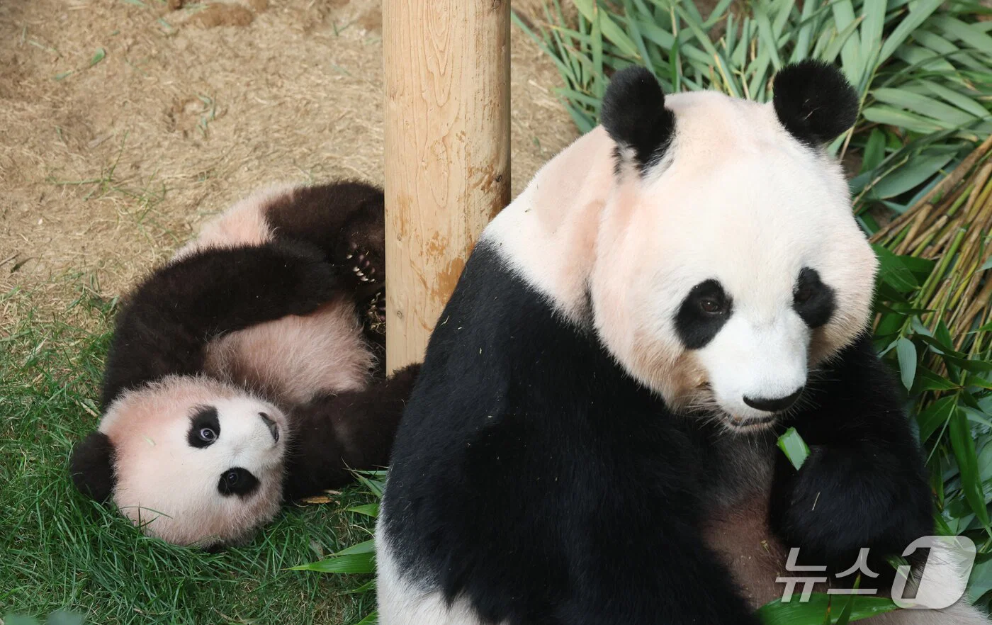 혼자서도 잘 노는 막둥이 슈바오🐼🩵 (11)
