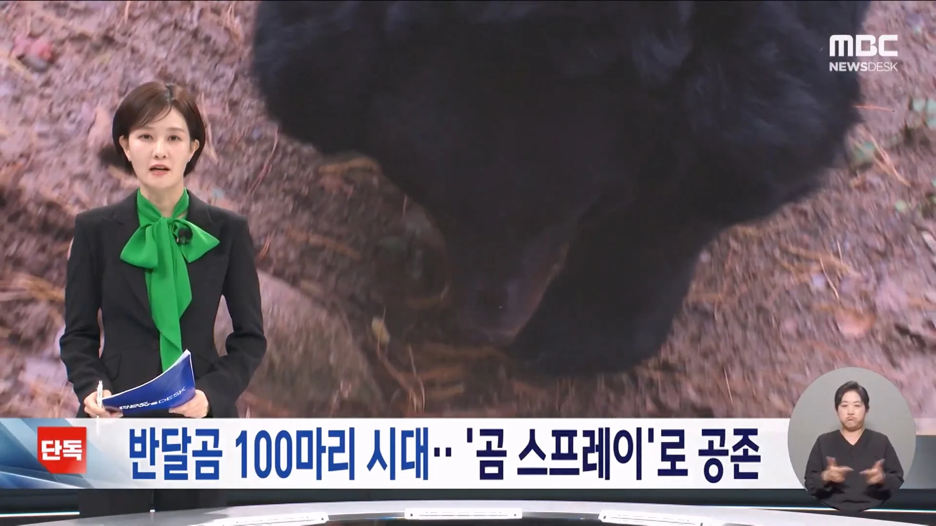 슬슬 좃됨이 느껴지는 지리산 반달곰 뉴스 ㄷㄷ