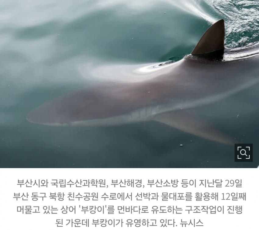 국민 상어 부캉이, 새끼 낳았나 (25)