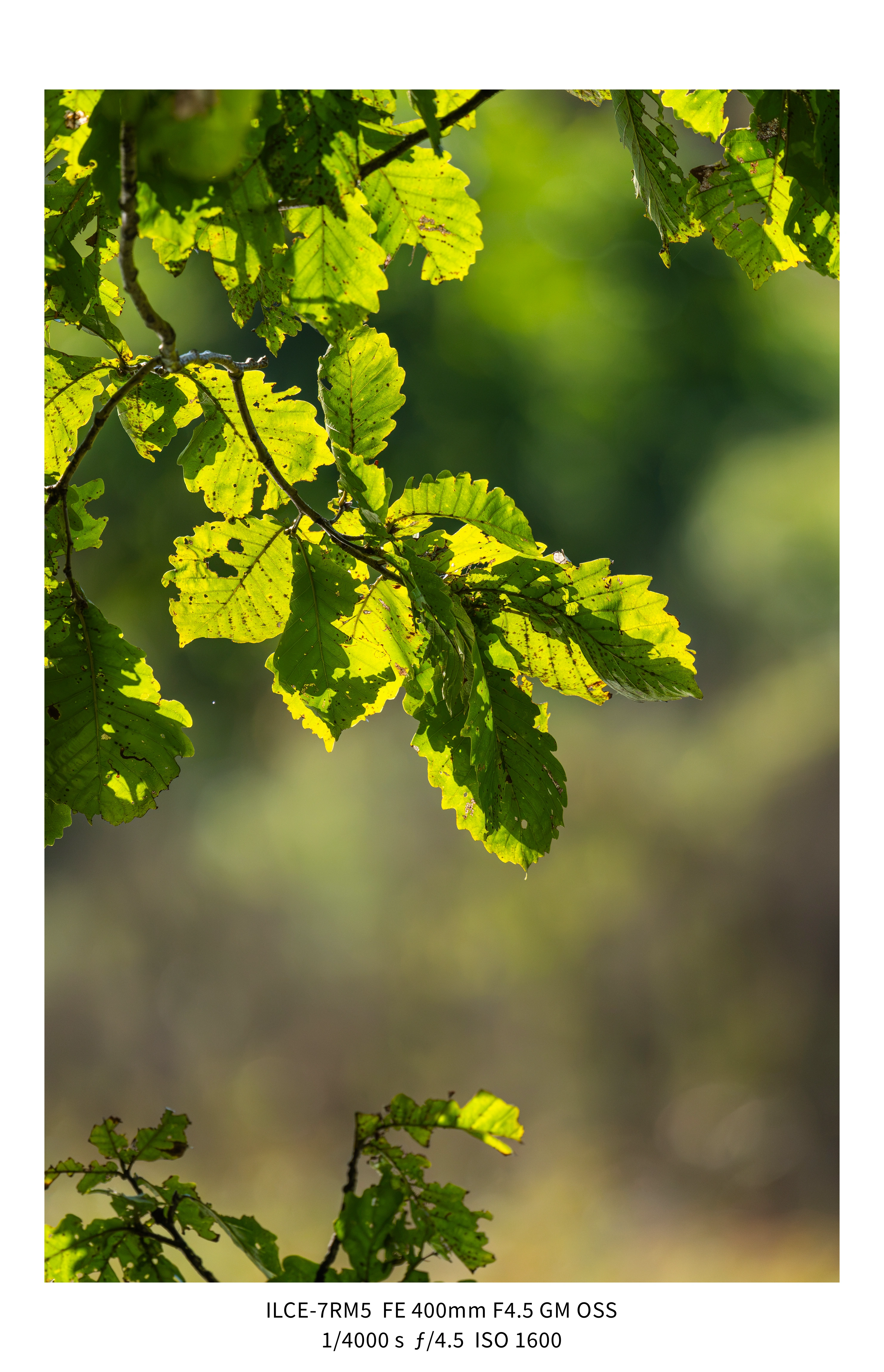 애기사백금(400mm F4.5 GM) non-새찍 작례 (25장)