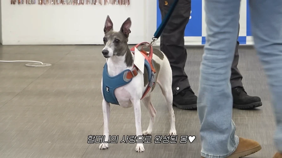 개가 살찐 이유