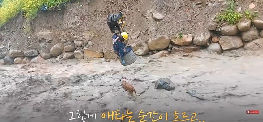 불어난 급류에 강아지 구하러 뛰어든 남자 (14)