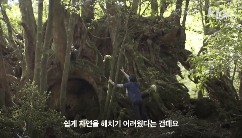 깜짝 .. 일본숲이 유독 무서운 이유 ㄹㅇ . (41)