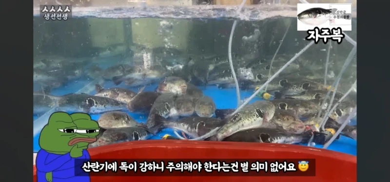 산란기의 복어독이 강하지만 상관없는이유